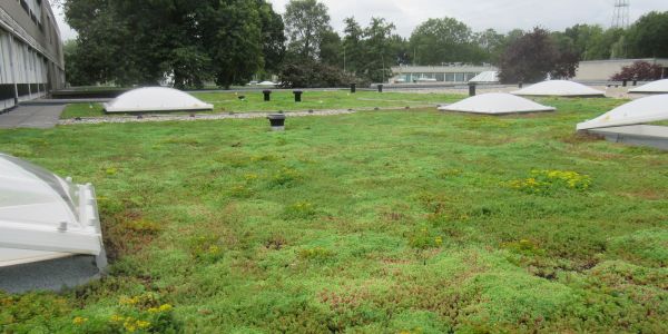Groen(tuin)dak