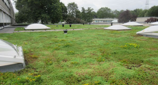 Groen(tuin)dak